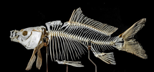 Obraz premium skeleton on a carp fish
