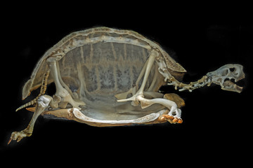 skeleton on a turtle