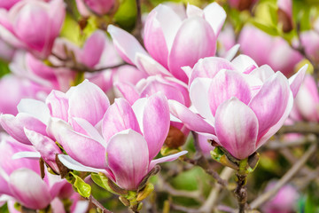 beautiful rose magnolia blossom in spring