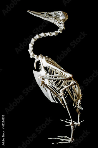 "skeleton on a duck" Stock photo and royalty-free images on Fotolia.com