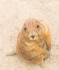 Prairie dog checking out us