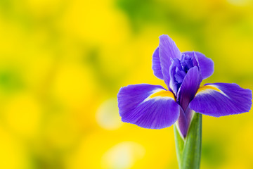 Purple iris flower on the yellow background. © gitusik