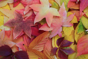 autumn leaves texture