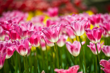 Tulips in garden in sunny day. Spring flowers. Gardening

