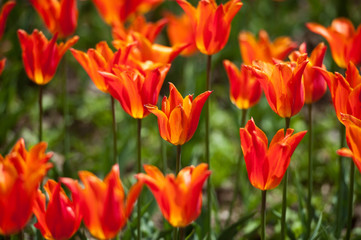 Tulips in garden in sunny day. Spring flowers. Gardening
