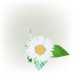 daisy flower, green leaves, water drops splatter vector