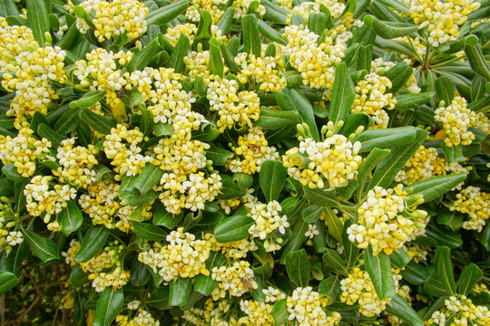 Pittosporum tobira