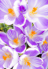Purple and white Crocus Blossoms