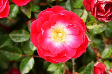 red rose close up
