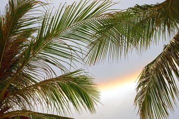 Fototapeta na wymiar optical phenomenon gala throw palm leaves