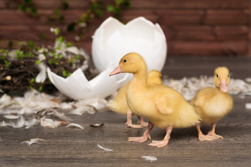 ducklings, Easter, eggs
