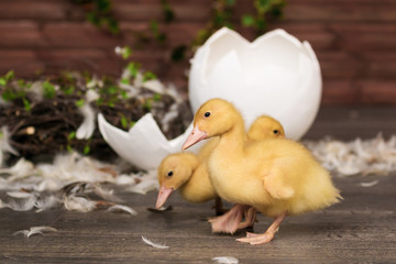 ducklings, Easter, eggs
