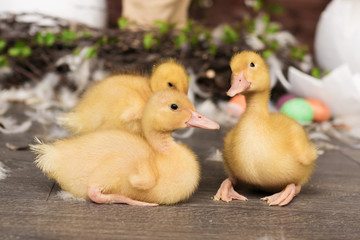 ducklings, Easter, eggs
