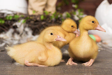 ducklings, Easter, eggs
