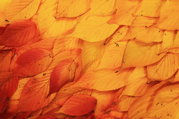 autumn leaves texture