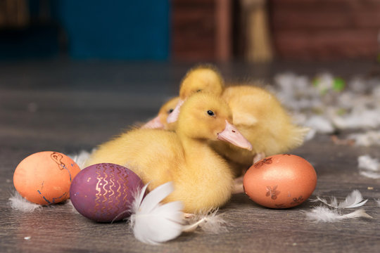 ducklings, Easter, eggs
