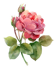 Single pink rose on white background - 108288347