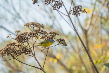 El pajarito amarillo y gris se pasa de una rama a otra.