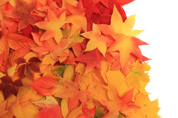 Naklejka na ściany i meble autumn leaves texture