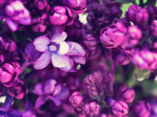 Fototapeta na wymiar Lilac flowers background