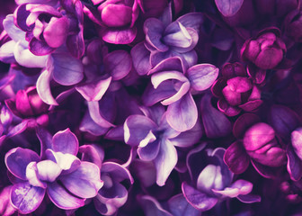 Fleurs lilas pourpres fleurissent dans le jardin, fond de printemps