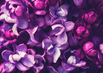 Fotobehang Macrofotografie Paarse lila bloemen bloeien in de tuin, lente achtergrond