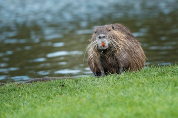 Rat gondin étang mammifère  herbivore lac berge dent rongeur