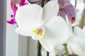 Eine weiße Orchidee steht am Fensterbrett. Ihre ausgeprägte weiße Blüte mit gelben Tupfern zeigt die Vielfalt der Natur.