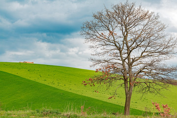 Fototapeta na wymiar alone tree in green field