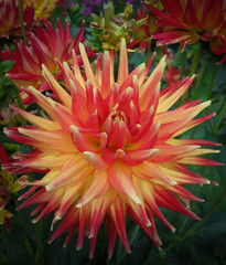 Closeup of a yellow red colored dahlia flower in a green natural environment 