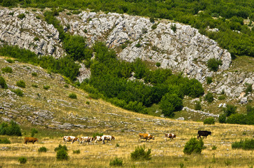Detail from panoramic view of Pešter plateau landscape in southwest Serbia