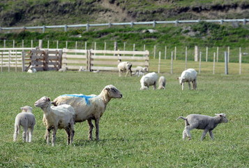 Fototapeta premium Pasture for sheep in the village of Cameron. Tierra Del Fuego