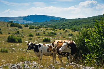 Fototapeta na wymiar Cows on a pasture, Panoramic view of Pešter plateau landscape in southwest Serbia