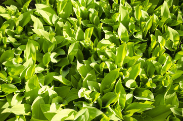 Fototapeta premium leaves of Lily of the valley