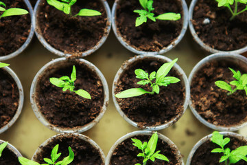 The seedlings closeup.
