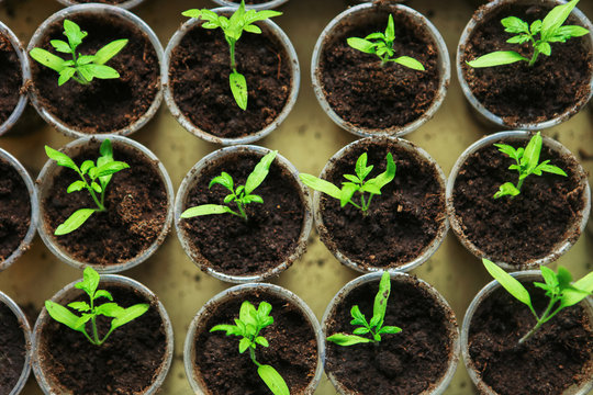 The Seedlings Closeup.