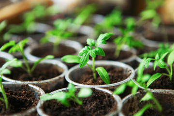 The seedlings closeup.