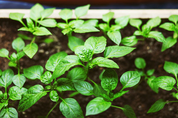 The seedlings closeup.