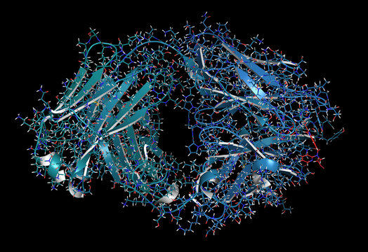 Dabigatran Antidote Protein Bound To Dabigatran. 