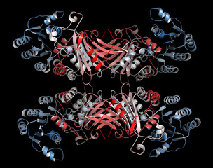 Glucose-6-phosphate dehydrogenase (G6PD) protein. 