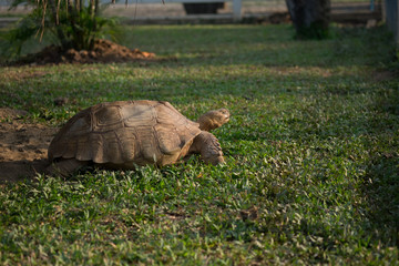 Obraz premium Tortoise Walking Slowly over the Garden