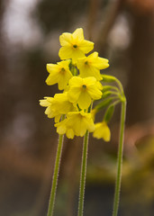 Gelbe Blume im Wald