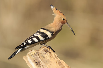 Abubilla