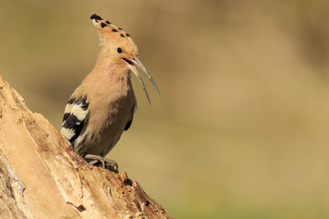 Abubilla © J. Lázaro