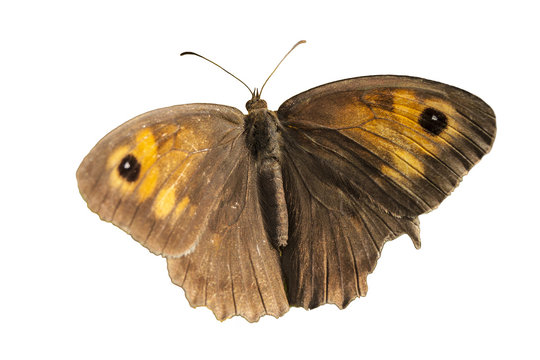 Brown butterfly flying isolated on white background, clipping path