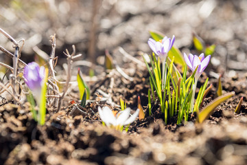 Lonely homeless moustache cat with a tired face on a street.