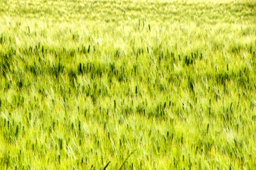 green ear texture tall grass background