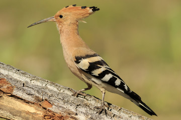 Abubilla