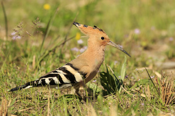 Abubilla