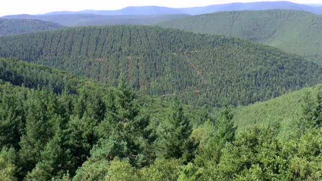 Ein weiter Ausblick vom Eckkopfturm bei Wachenheim in Richtung Donnersberg (Pf&auml;lzerwald 06)
